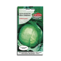 Kapusta Sława z Gołębiewa nasiona kapusty